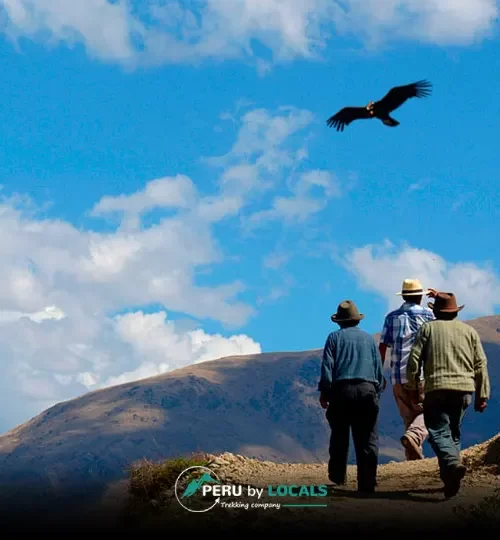 The Majestic Condor Viewpoint of Chonta