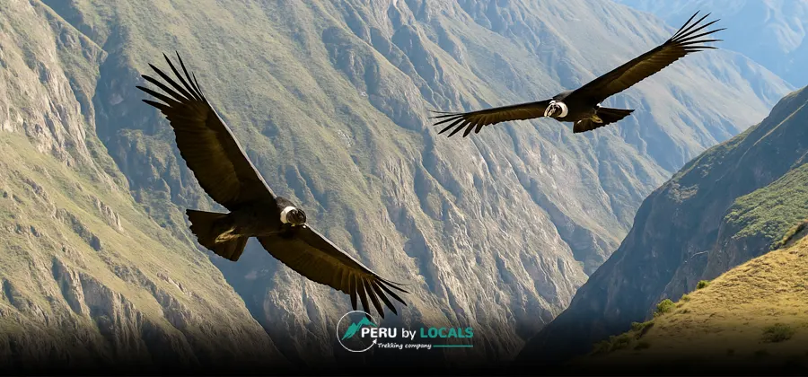 Flight of the Condor